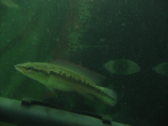 STF_2292.JPG