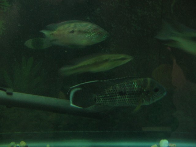 STH_2294.JPG