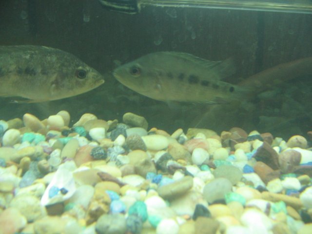 STF_2266.JPG