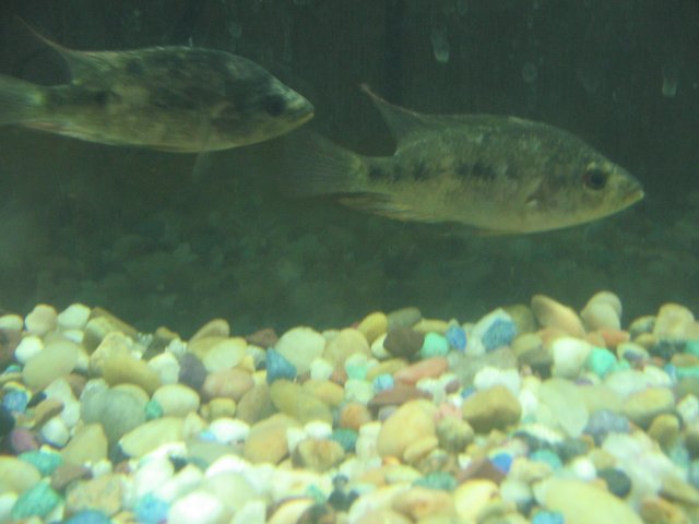 STH_2268.JPG