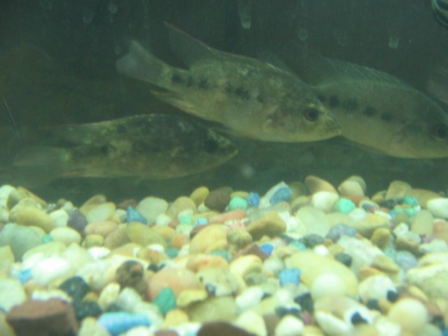 STI_2269.JPG