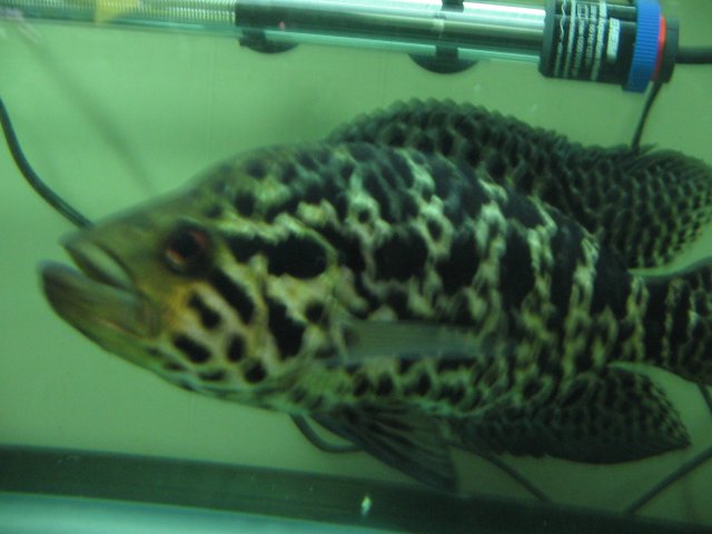 STF_2206.JPG