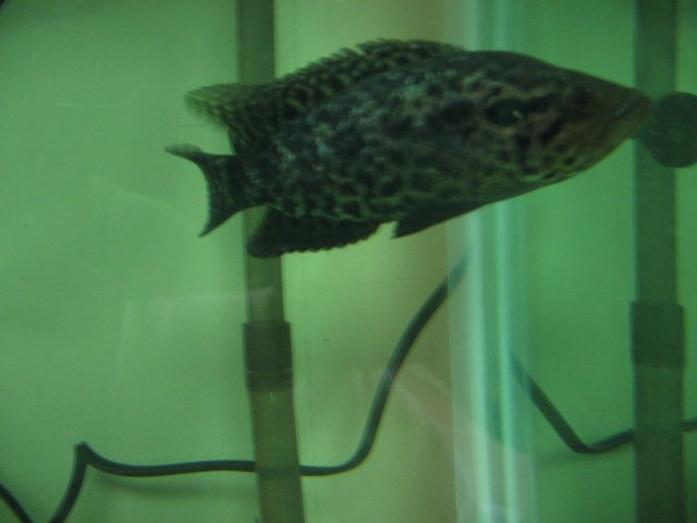 STH_2208.JPG
