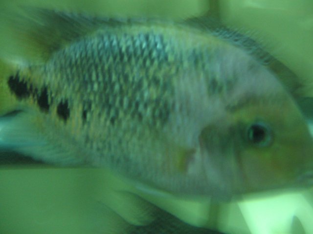 STP_2216.JPG
