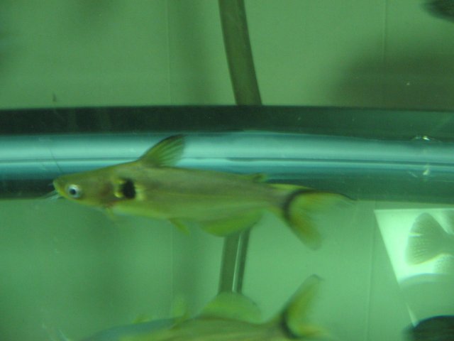 STQ_2217.JPG