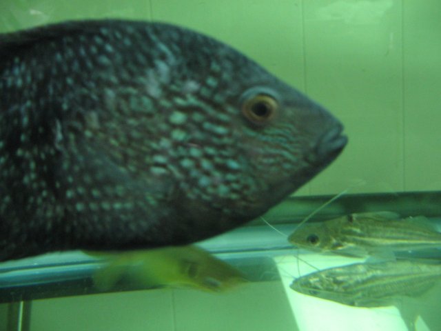 STR_2218.JPG