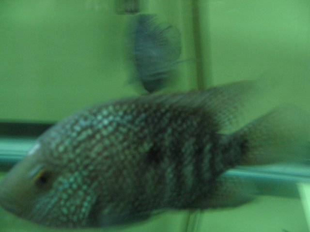 STS_2219.JPG