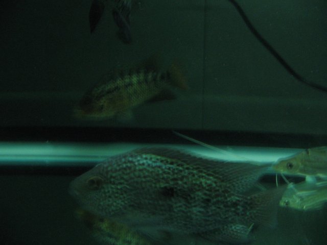 STZ_2226.JPG