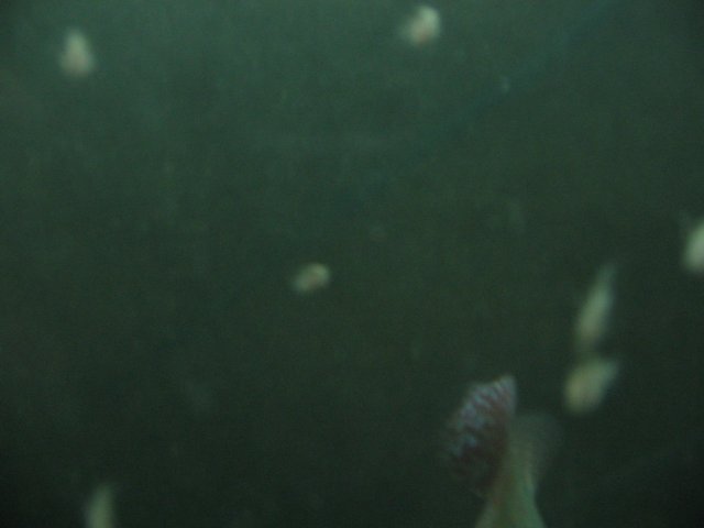 STC_2142.JPG