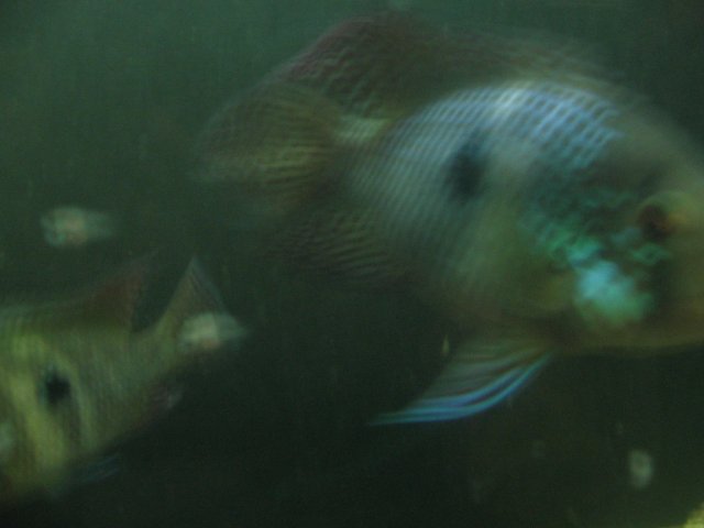 STD_2143.JPG