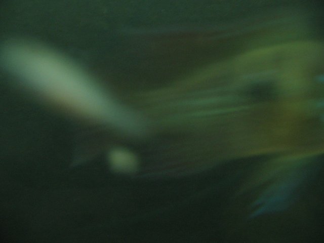STE_2144.JPG