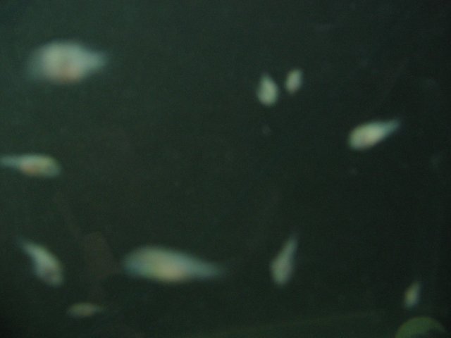 STM_2152.JPG