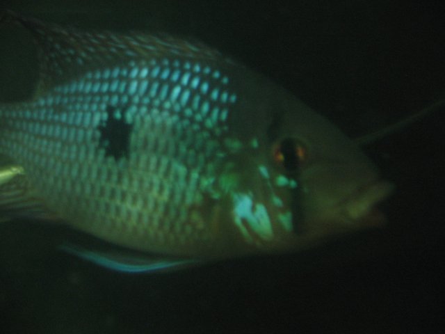 STP_2155.JPG