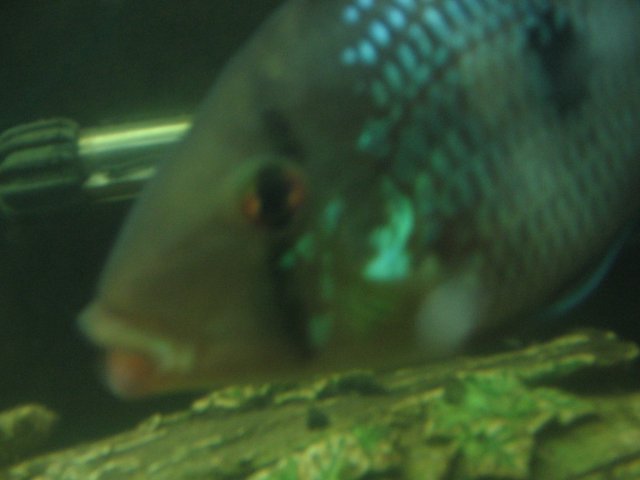 STR_2157.JPG