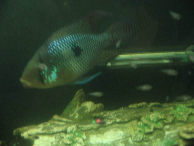 STS_2158.JPG