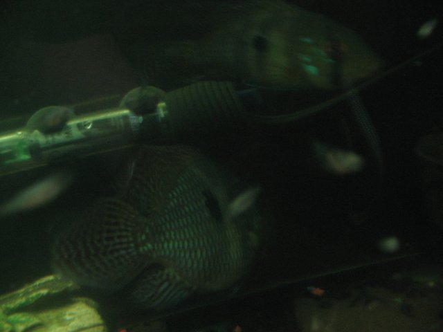 STX_2163.JPG