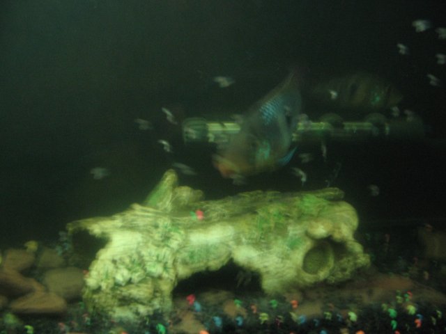 STZ_2165.JPG