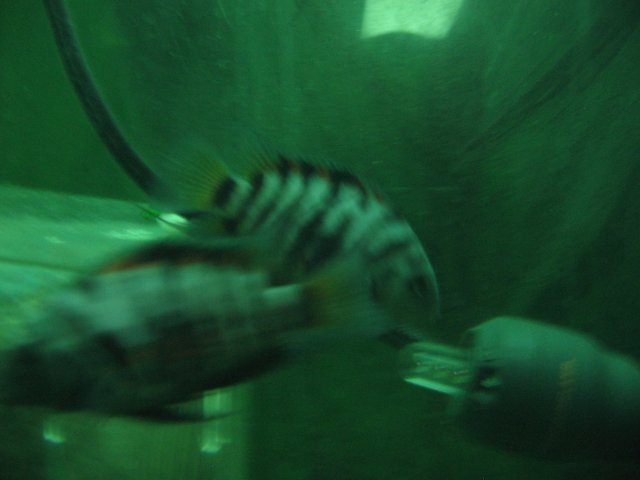 STX_2076.JPG