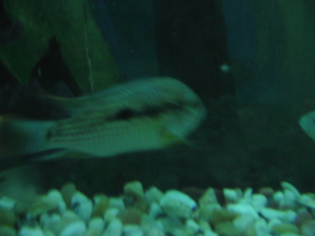 STG_2007.JPG