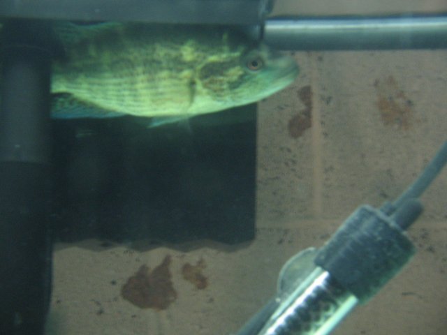 STI_1994.JPG