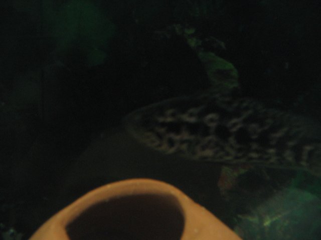 STS_2004.JPG