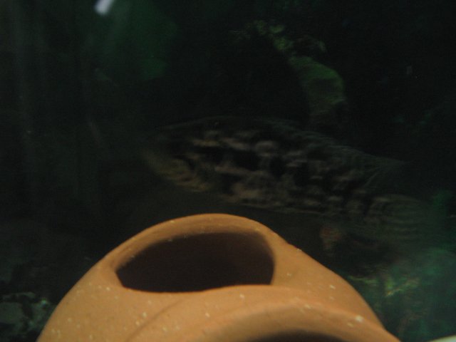 STU_2006.JPG