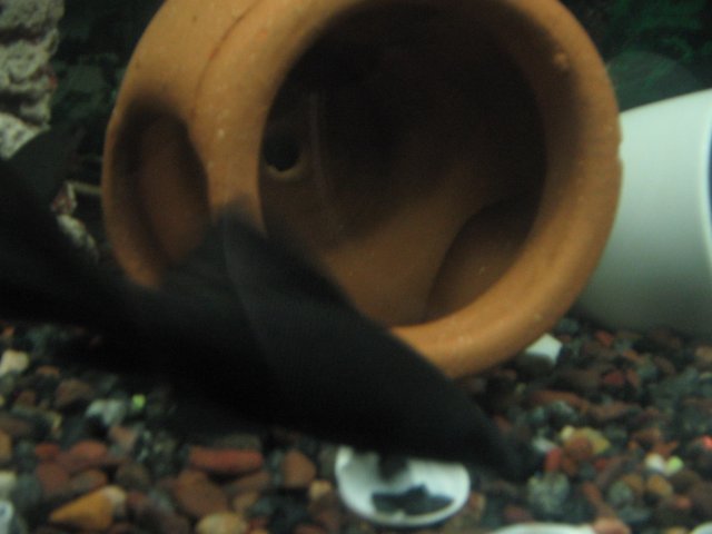 STV_2007.JPG