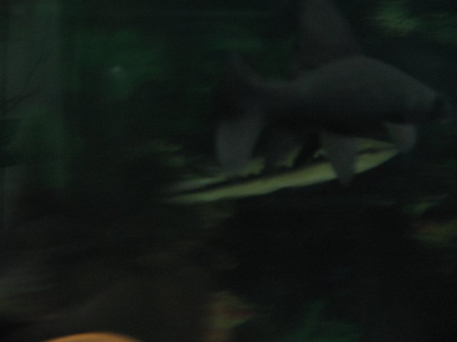 STY_2010.JPG