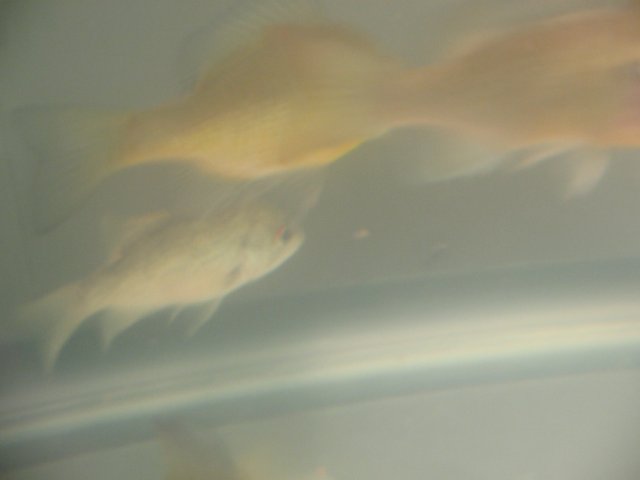 STI_1963.JPG