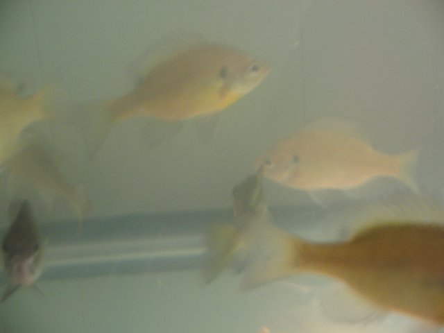 STW_1977.JPG