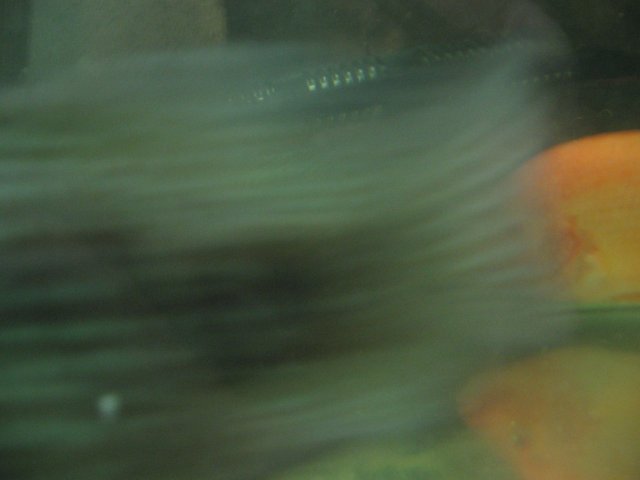 STB_1902.JPG