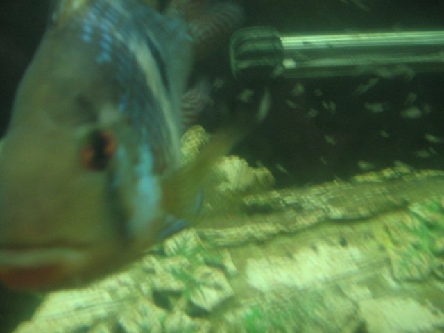 STD_1890.JPG