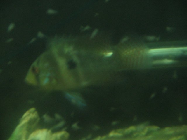 STG_1893.JPG