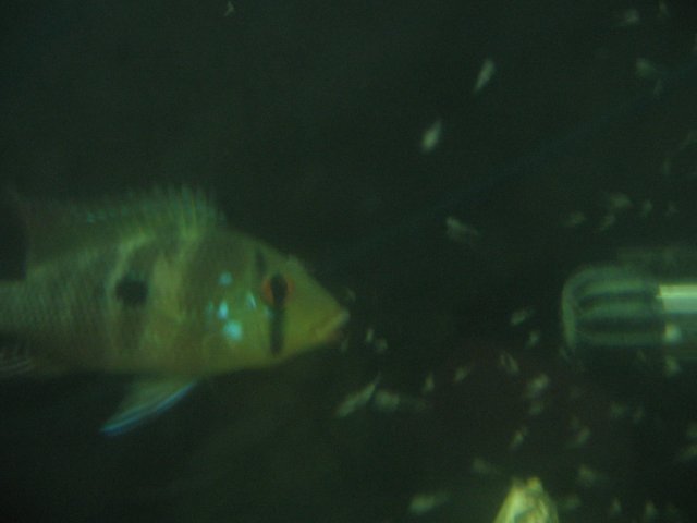 STR_1904.JPG