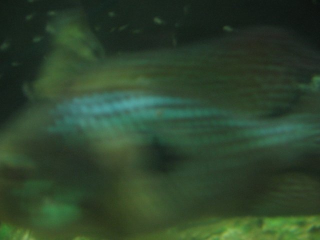 STW_1909.JPG