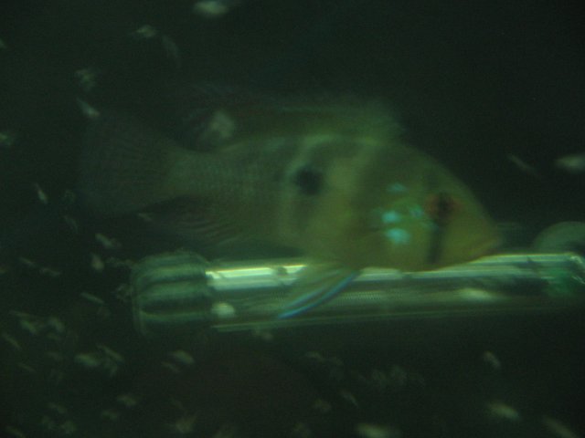 STX_1910.JPG