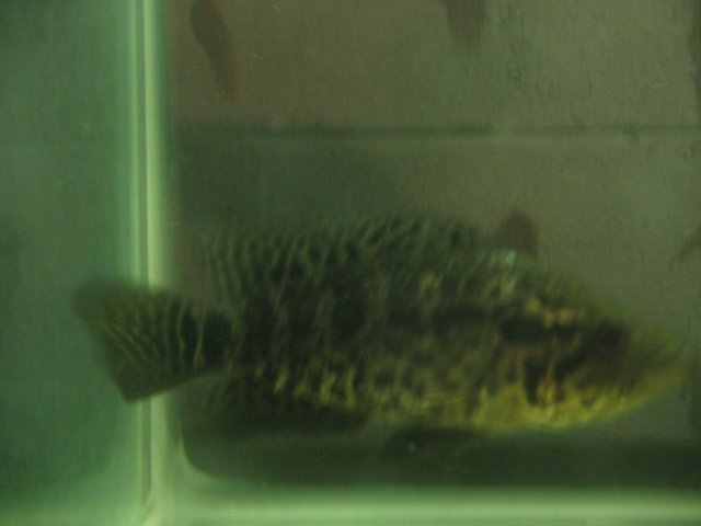 STB_1862.JPG