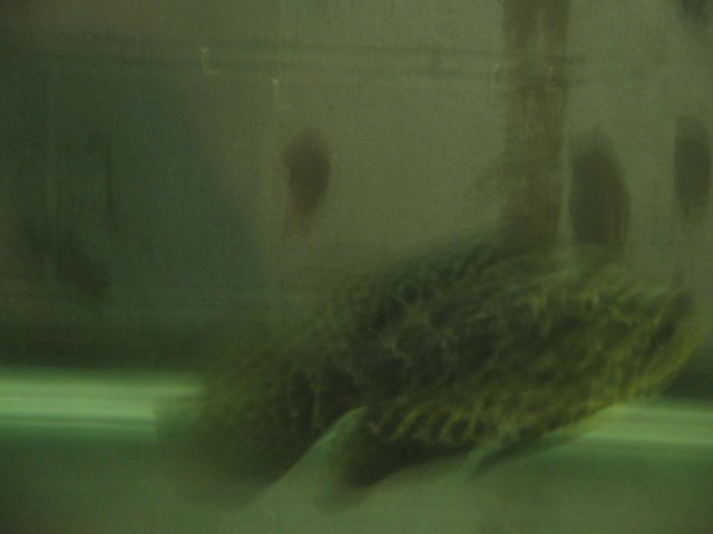 STD_1864.JPG