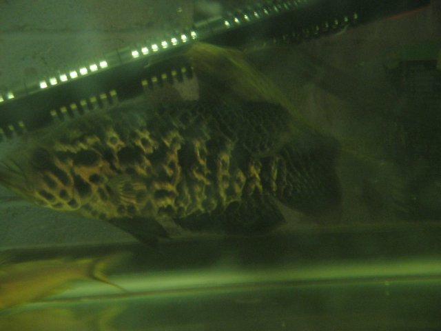 STI_1869.JPG
