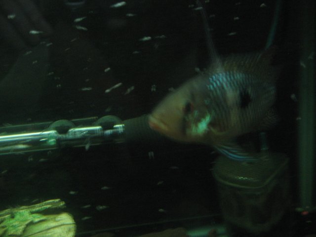 STF_1803.JPG