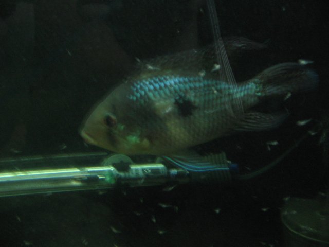 STG_1804.JPG