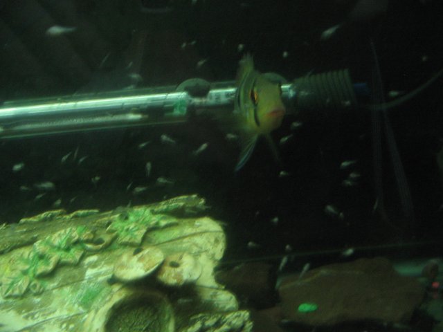 STJ_1807.JPG