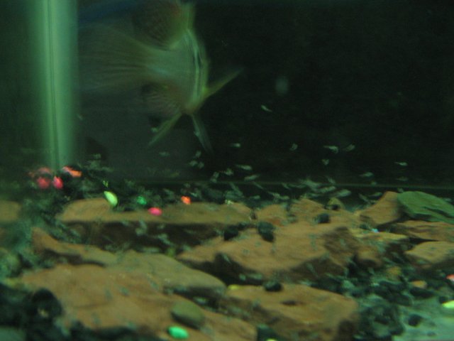 STG_1796.JPG