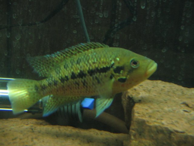 STR_1755.JPG