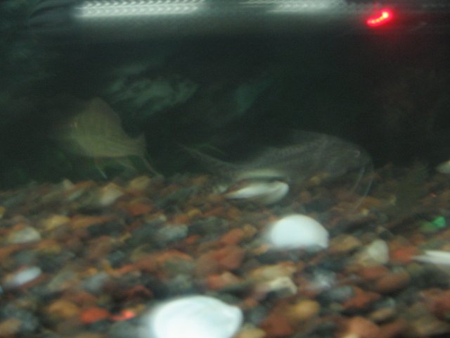 STG_1707.JPG
