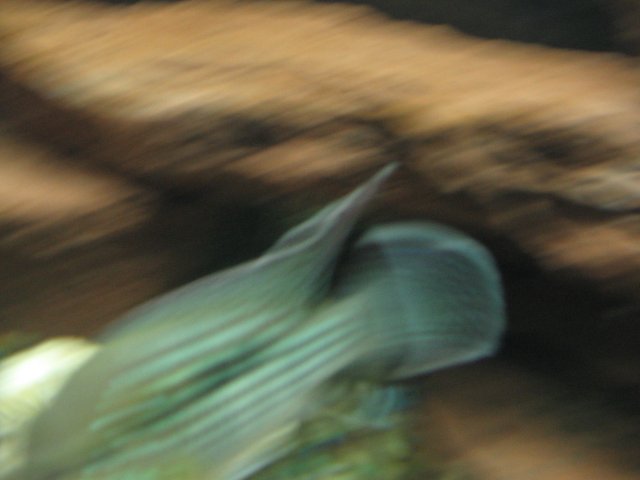 STB_1602.JPG