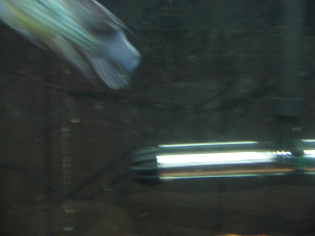 STD_1604.JPG