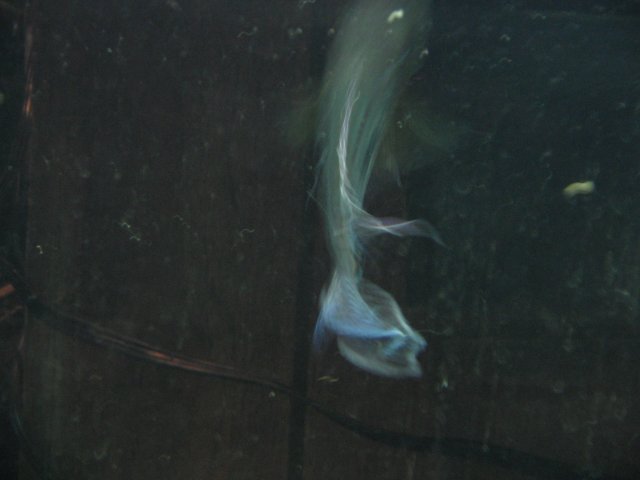 STE_1605.JPG
