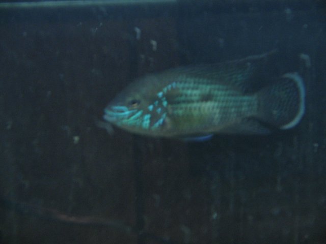 STF_1624.JPG