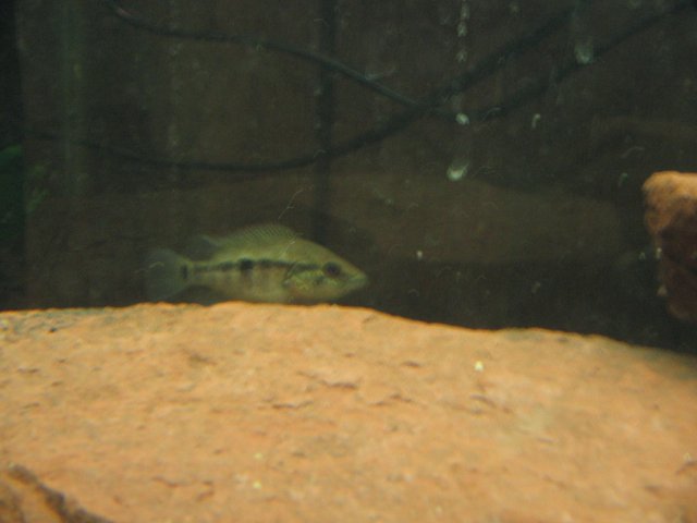 STI_1617.JPG